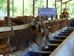 Bosowa Peduli Luncurkan Program Qurban 1446 H, Ajakan Berbagi untuk Indonesia dan Palestina