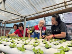 Kolaborasi Hijau Wujudkan Ketahanan Pangan Keluarga, Pertamina Patra Niaga IT Bitung Dukung Pemberdayaan Ibu Rumah Tangga Melalui Hidroponik