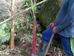 Sinyal Telkomsel Dorong Perekonomian Petani Desa Kompang Sinjai Tengah