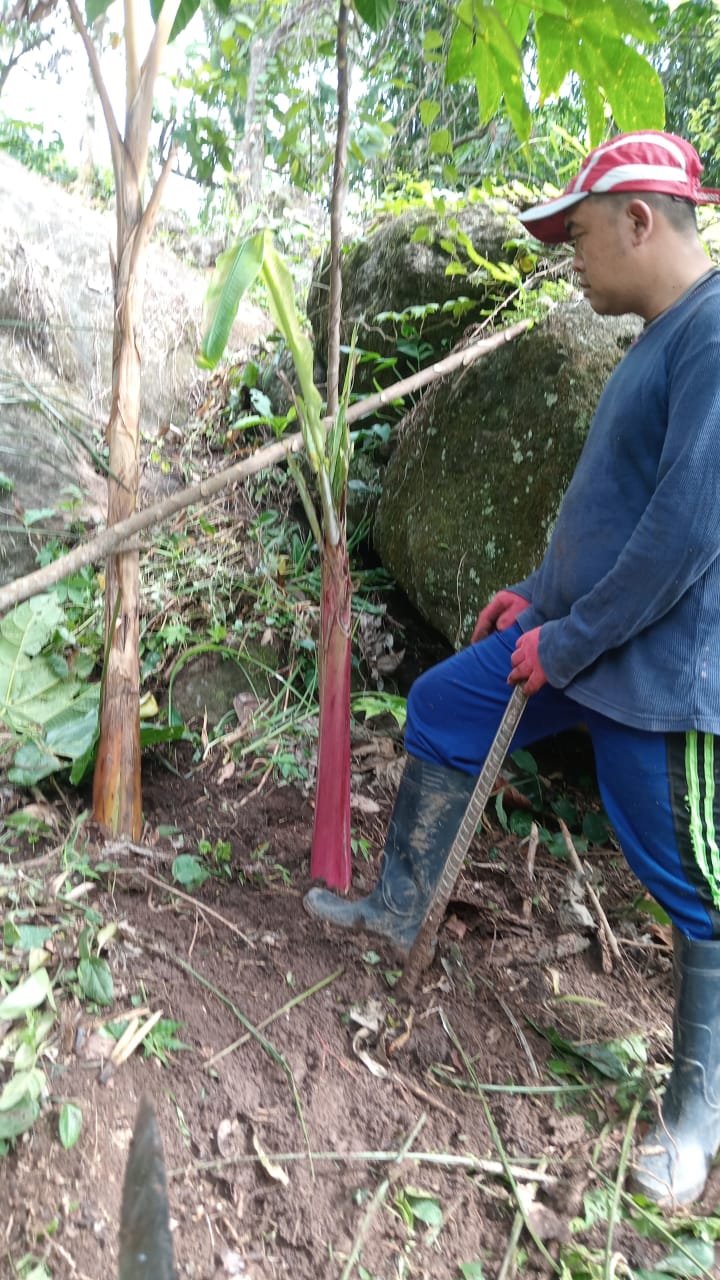 Foto Junar Salah Seorang Petani Di Desa Kompang Sinjai Tengah Kabupaten Sinjai Sulsel tengah beraktifitas di kebunnya.