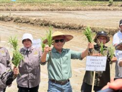 Dari Lahan Kolaka untuk Ketahanan Pangan Indonesia: PT Vale Kolaborasi Padi Berkelanjutan untuk Hadirkan Transformasi Pertanian Berbasis Inovasi