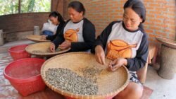 Perempuan Toraja Tengah Mempilah-pilah Biji Kopi di Desa Marimbing Kecamatan Mangkedek Tana Toraja Sulawesi Selatan.