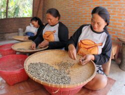 Berkat BRI, Aroma Kandora Kopi Toraja Tembus Pasar Asia