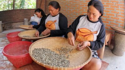 Perempuan Toraja Tengah Mempilah-pilah Biji Kopi di Desa Marimbing Kecamatan Mangkedek Tana Toraja Sulawesi Selatan.