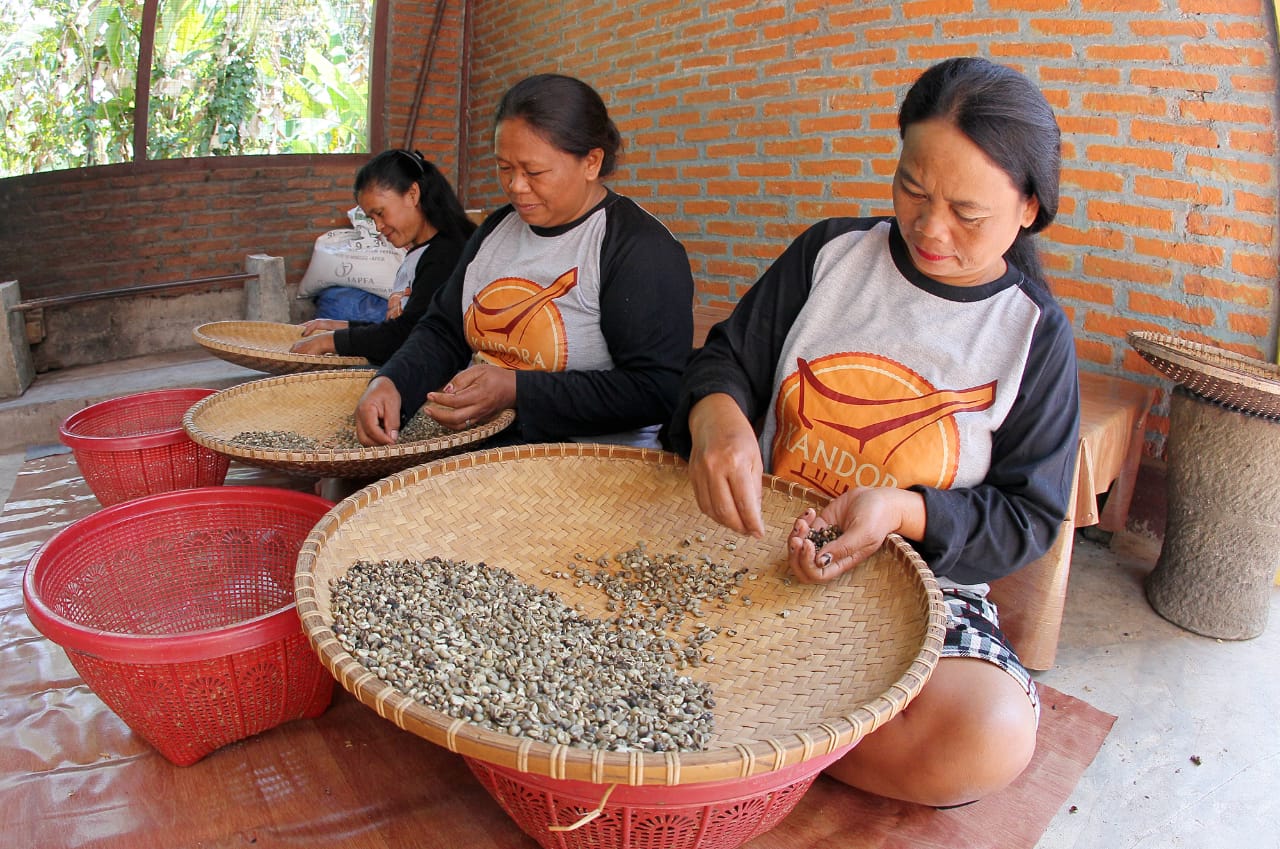 Perempuan Toraja Tengah Mempilah-pilah Biji Kopi di Desa Marimbing Kecamatan Mangkedek Tana Toraja Sulawesi Selatan.
