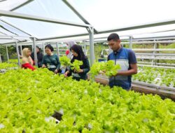 Pertamina Patra Niaga Sulawesi Hadirkan Keceriaan: Serunya Menanam, Bahagianya Memanen Bersama KWT Baji Minasa