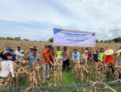 Wujudkan Ketahanan Pangan Berkelanjutan, Petani Binaan PT Vale Panen Jagung Pakan di Tondowolio
