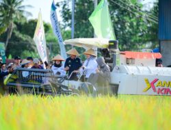 Panen Raya Pinrang Capai 6,8 Ton per Hektare, Perkuat Peran Sulsel sebagai Lumbung Pangan