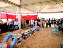 Listrik Masuk Sawah Dukung Panen Padi 10,4 Ton per Hektare di Sidrap