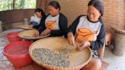 Perempuan Toraja Tengah Mempilah-pilah Biji Kopi di Desa Marimbing Kecamatan Mangkedek Tana Toraja Sulawesi Selatan. Perempuan Toraja Tengah Mempilah-pilah Biji Kopi di Desa Marimbing Kecamatan Mangkedek Tana Toraja Sulawesi Selatan.