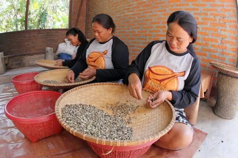 Perempuan Toraja Tengah Mempilah-pilah Biji Kopi di Desa Marimbing Kecamatan Mangkedek Tana Toraja Sulawesi Selatan. Perempuan Toraja Tengah Mempilah-pilah Biji Kopi di Desa Marimbing Kecamatan Mangkedek Tana Toraja Sulawesi Selatan.